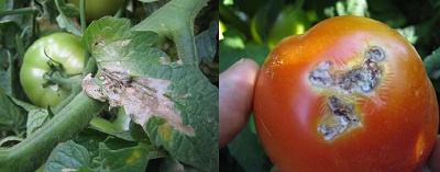 Tomato-Ebola