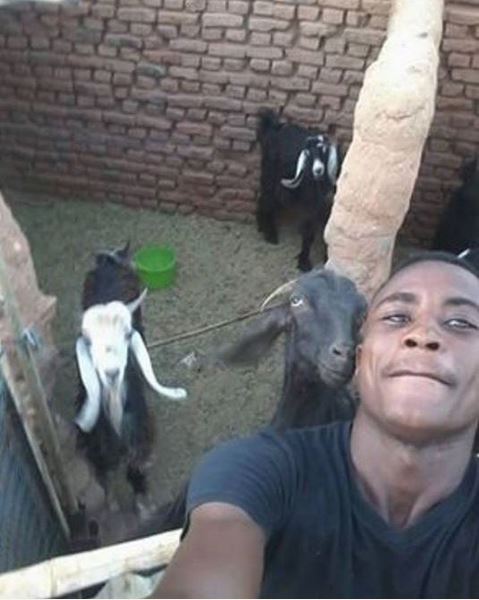 goat selfie