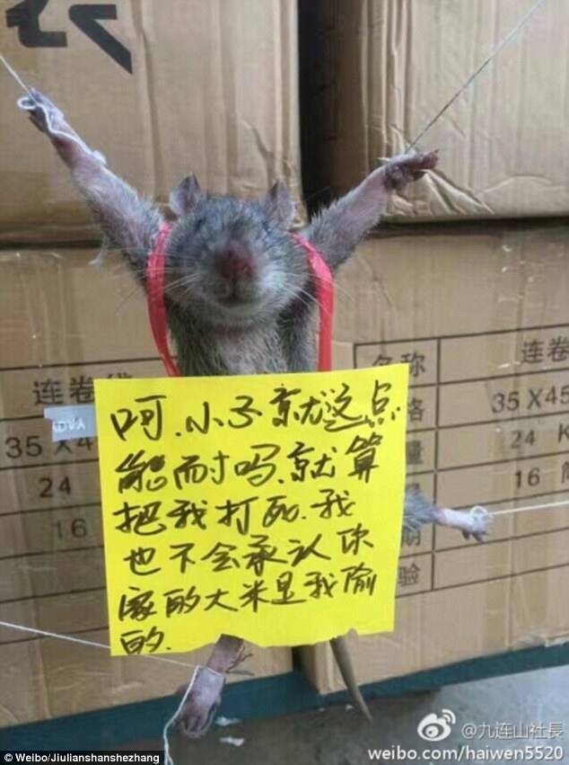 Thief rat