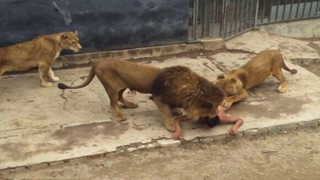 Lion Kills Man In Ibadan YabaLeftOnline