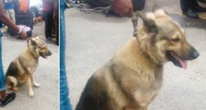 Police arrest Alsatian dog