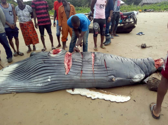 Baby whale butchered