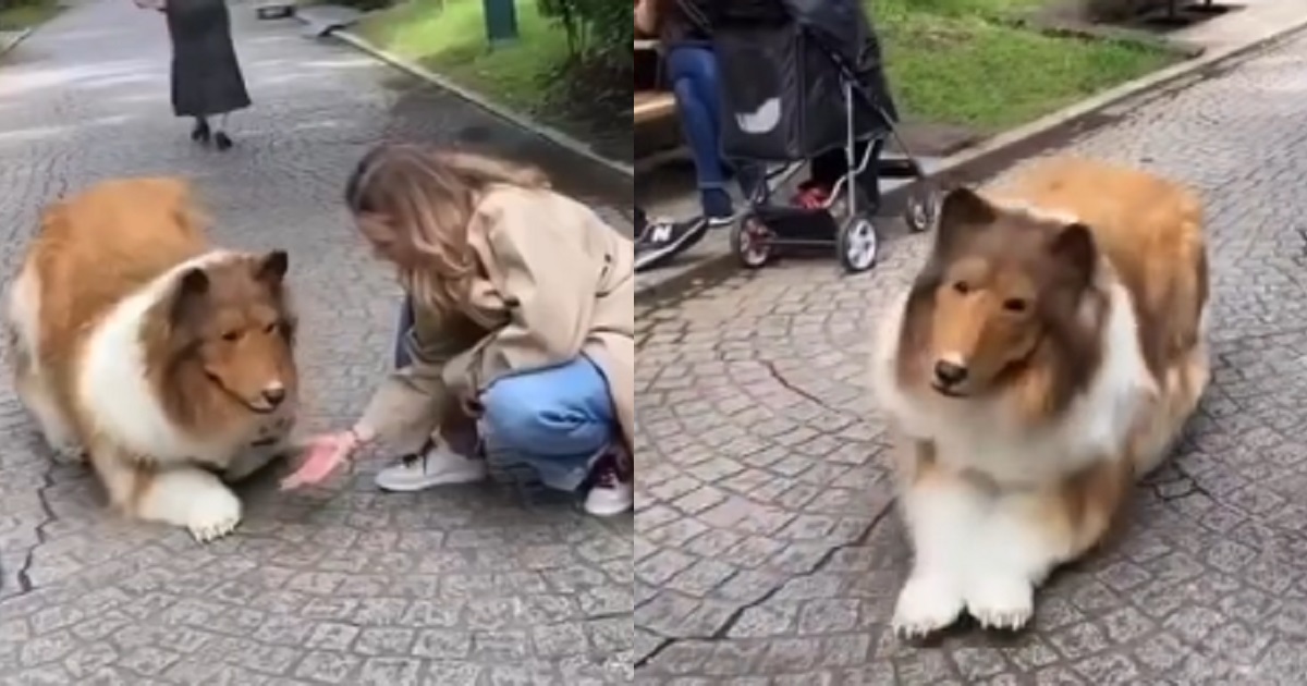 Dog lover spends £12,500 transforming himself into a collie